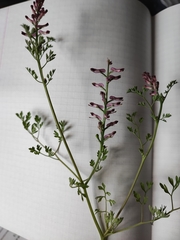 Fumaria officinalis