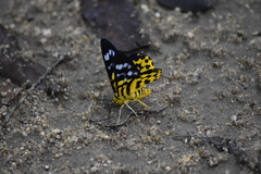 Dysphania subrepleta