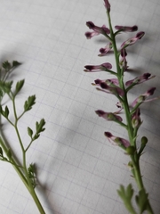 Fumaria officinalis