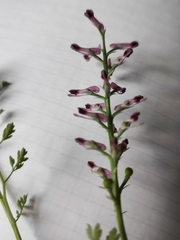Fumaria officinalis
