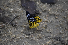 Dysphania subrepleta