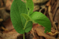 Aristolochia reticulata