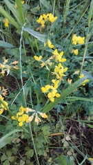 Hippocrepis comosa