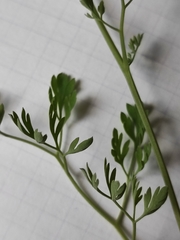 Fumaria officinalis