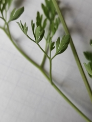 Fumaria officinalis