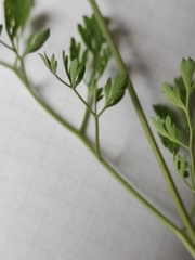 Fumaria officinalis