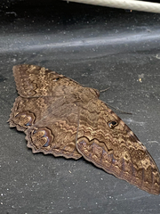 Ascalapha odorata