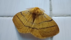 Eupterote bifasciata