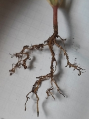 Fumaria officinalis