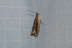 Ancylis diminuatana