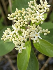 Cornus amomum