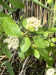 Cornus amomum