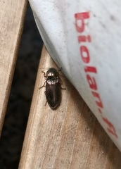 Selatosomus aeneus