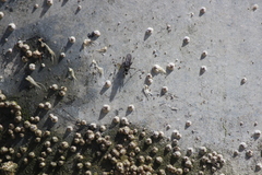 Oedoparena glauca