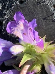 Penstemon procerus aberrans