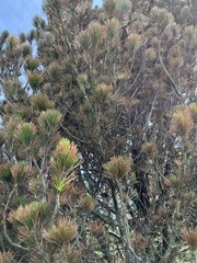 Pinus heldreichii