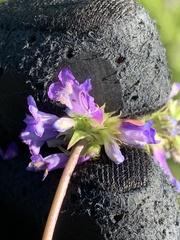 Penstemon procerus aberrans