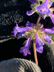 Penstemon procerus aberrans