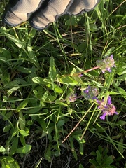 Penstemon procerus aberrans