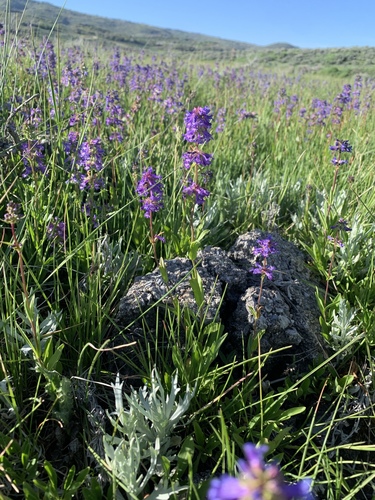 Penstemon procerus var. aberrans