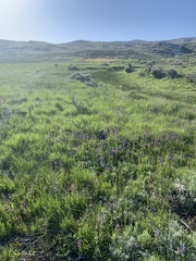 Penstemon procerus aberrans