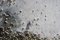 Oedoparena glauca
