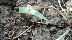 Asiomorpha coarctata