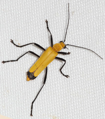 Chauliognathus sulphureus