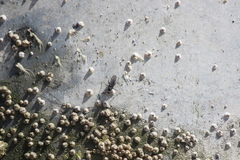 Oedoparena glauca