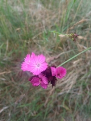 Dianthus carthusianorum
