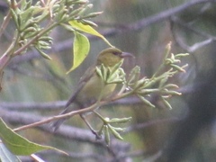 Chlorodrepanis flava