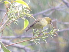 Chlorodrepanis flava