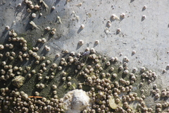 Oedoparena glauca