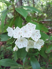 Kalmia latifolia