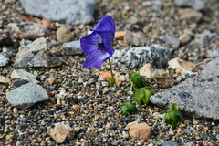 Aconitum delphiniifolium
