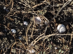 Cerastoderma glaucum