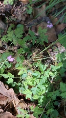 Geranium robertianum