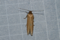 Holcocera immaculella