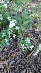 Anthriscus sylvestris