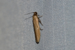 Holcocera immaculella