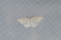 Cyclophora pendulinaria
