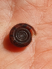 Helicodonta