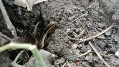 Asiomorpha coarctata