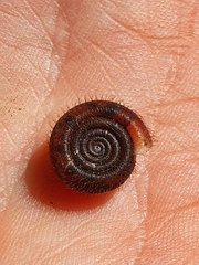 Helicodonta