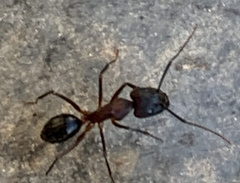 Camponotus barbaricus