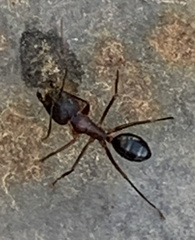 Camponotus barbaricus