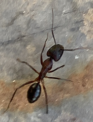 Camponotus barbaricus