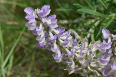 Lupinus caudatus