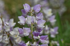 Lupinus caudatus