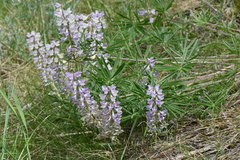 Lupinus caudatus
